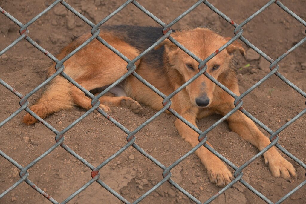 dog behind metal fence
